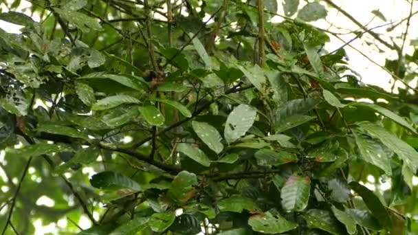 Uccellino Esotico Simile Luppolo Parula Vireo Battito Rapido Foglie Dense — Video Stock