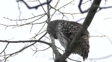 Bir dakika süren Çubuklu Baykuş kar altında aşağıya bakıyor.