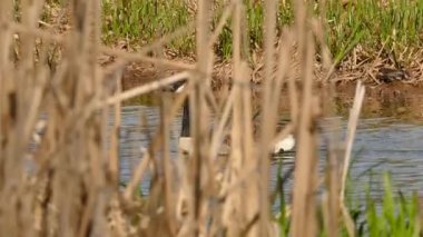 Kanada kazı, suların üzerinde huzur içinde yüzüyor. Etrafında çimenler var.
