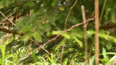 Muhteşem ve hızlı hareket eden manolya bülbülü Kanada 'nın çam ormanlarında gelişiyor.