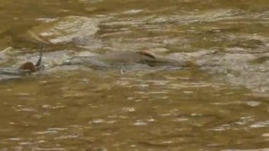 Sağlıklı somon balığı büyük somon koşusu sırasında akıntıda yüzmeye çalışıyor.