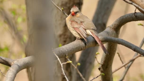 Vue Côté Une Jolie Cardinal Canada Regardant Derrière Elle Une — Video