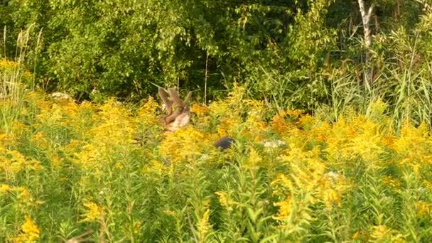 慢慢地追踪鹿群的镜头 优雅地穿过花朵走开了 — 图库视频影像