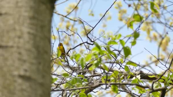 Pájaro Ruiseñor Con Capucha Vocalizando Sobre Árbol Cielo Azul Claro — Vídeo de stock