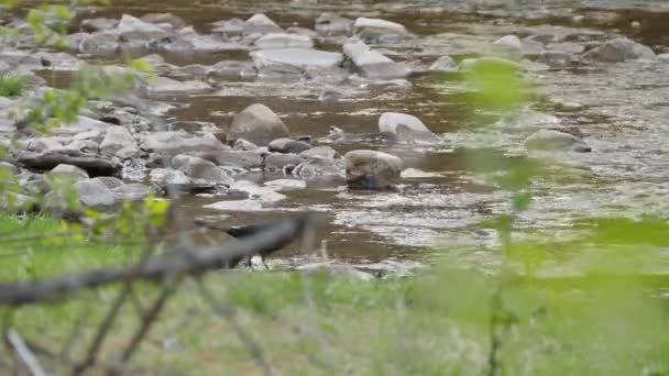 Grackle Bird Blue Shades Head Walks Side Quiet River — Stock Video