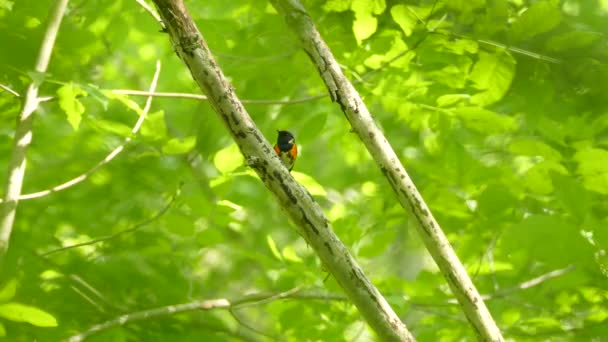 Petit Oiseau Paruline Étonnamment Beau Début Été Amérique Nord — Video