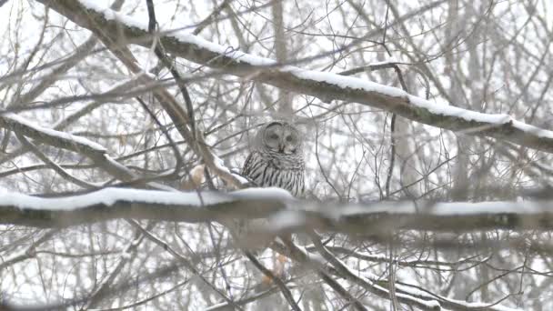 冬のフクロウは立ち上がり かなりの降雪の間に飛行します — ストック動画