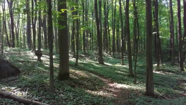 Piercing Solare Attraverso Baldacchino Illuminare Gli Alberi Nella Bellissima Foresta — Video Stock