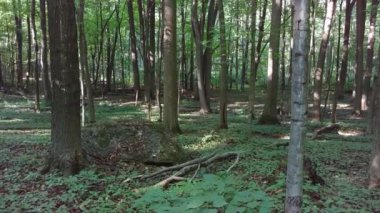 Büyük bir taş Kanada ormanında yosunlarla yerde yatıyordu.