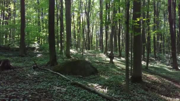 Bosque Colina Con Árboles Maduros Creciendo Través Luz Del Sol — Vídeo de stock