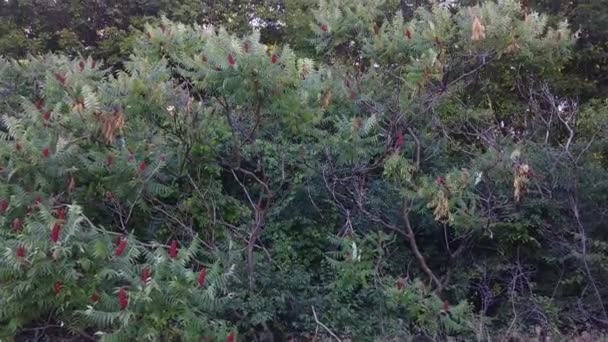 Kamera Gimbal Zbliża Się Dużego Krzewu Liściastego Kanadzie Lekkim Wiatrem — Wideo stockowe