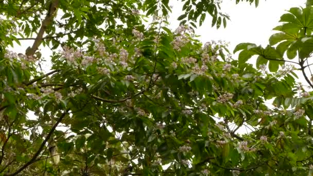 パナマの花の茂みに鳥が餌を求めて成長しています — ストック動画