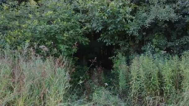 Schwebestativ Betritt Den Wald Und Legt Das Innere Mit Großen — Stockvideo