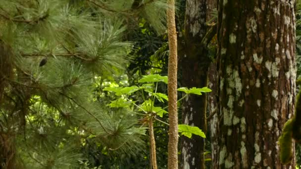 Oiseau Orange Décollant Une Végétation Tropicale Étrange Avec Diverses Plantes — Video