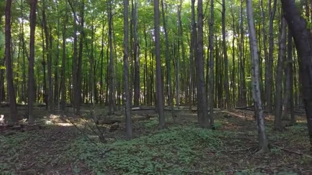 Forêt nord-américaine à grandes feuilles filmée sur stéadicam en été 