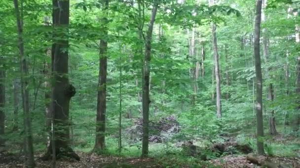 森のラインに沿って横道定位カム映像は大きな下木を示しています — ストック動画