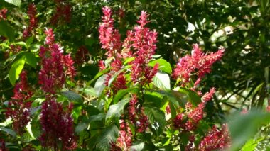 Minik yeşil ve mavi egzotik güneş kuşu parlak fuschia çiçekleriyle besleniyor.