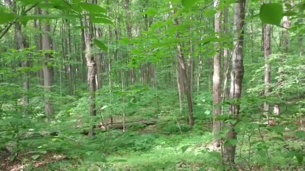 夏天在野外保护区慢慢滑行穿过纯净的树叶 — 图库视频影像