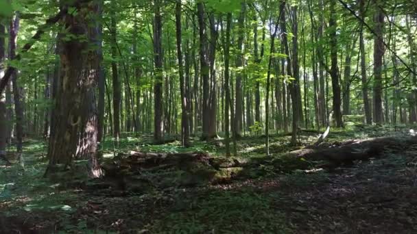 Eine Minute Licht Und Schattensequenz Auf Bäumen Laubwald — Stockvideo