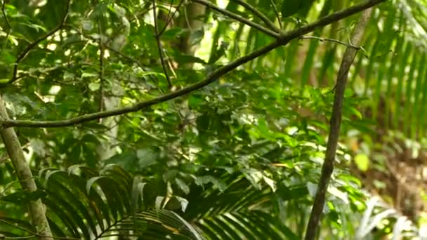 Následuje Záběr Malého Rychlého Ptáčka Rychle Pohybujícího Držícího Brouka Džungli — Stock video
