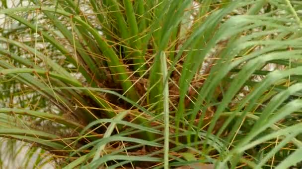 热带乡村的草场里的鸽子 在棕榈树中央散步 — 图库视频影像