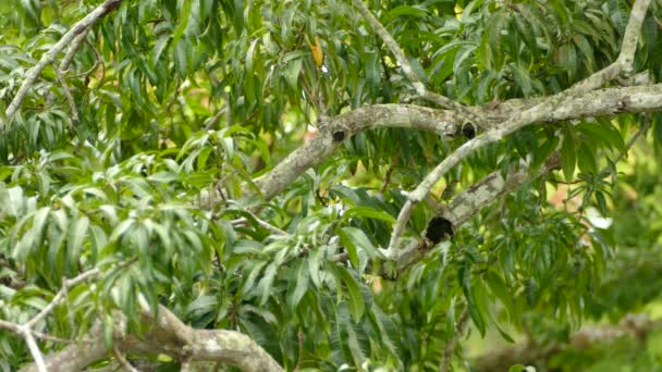 Winziger Exotischer Vogel Mit Gelben Farben Hüpft Größeren Baum — Stockvideo