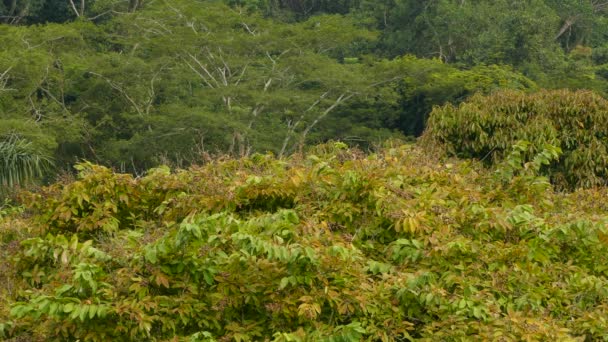 Oiseau à peine perceptible perché en pleine vue dans une scène montagneuse sauvage 