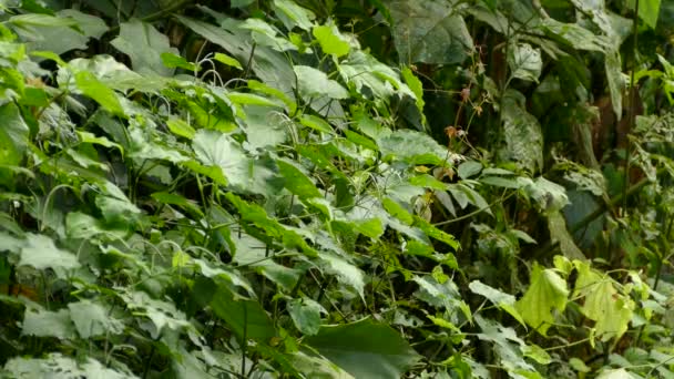 Saut d'oiseaux le long du sentier à basse altitude dans une végétation tropicale luxuriante 