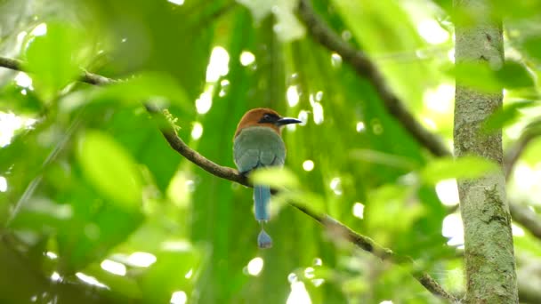 野生の太陽の光で日当たりの良いジャングルの中に閉じ込められた美しいモット鳥 — ストック動画