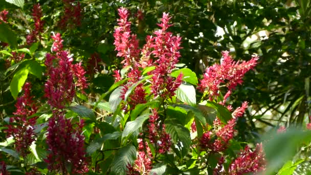 Pájaro Sol Exótico Verde Azul Que Alimenta Flores Brillantes Fuschia — Vídeos de Stock