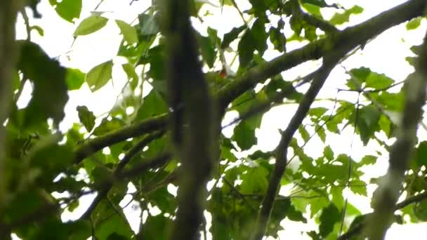 木々の中を移動する頑丈なキャップウォーブラーの追跡と安定したショット — ストック動画