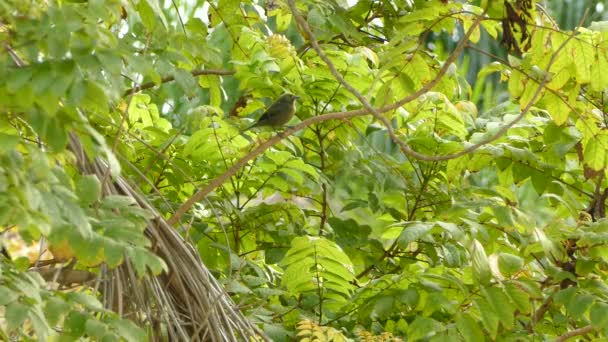 Vogel Möglicherweise Auf Ast Geöffnetem Baum Gesessen — Stockvideo