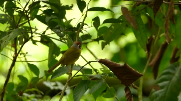 Fechar Médio Fotos Exótico Olhando Rufous Capped Warbler Panamá — Vídeo de Stock