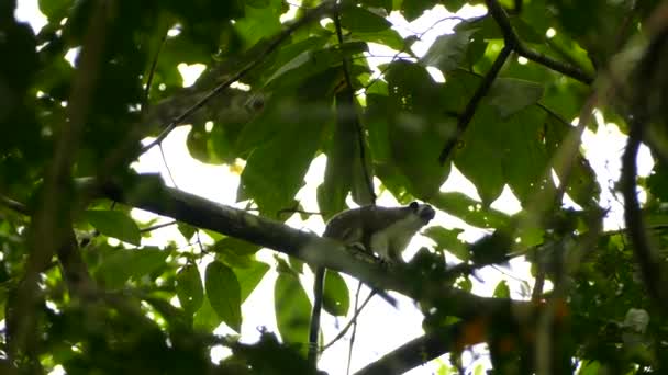 Tamarin Geoffroy Macaco Bonito Com Pele Branca Marrom Panamá — Vídeo de Stock