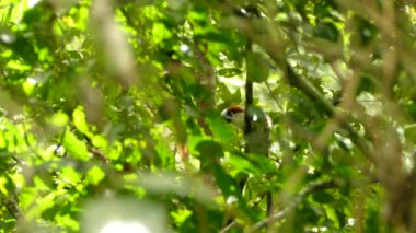 Geoffroy 'un Panama' daki vahşi yağmur ormanlarındaki tamarin maymunu yeşillik boyunca görüldü