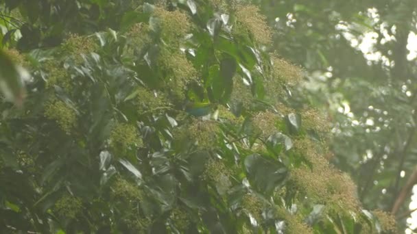 Hermosa Pájaro Pintada Bunting Alimentación Distancia Bosque Nuboso — Vídeos de Stock