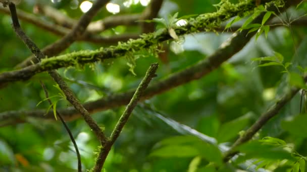 Pequeño Pájaro Exótico Con Rasgos Faciales Distintivos Selva Profunda Oscura — Vídeos de Stock