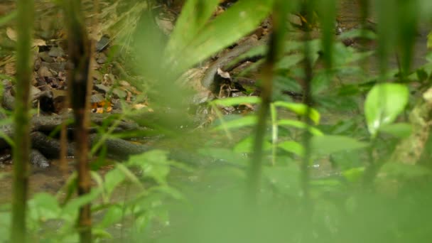 Grive d'eau du Nord oiseau marchant le long du ruisseau vu à travers les feuilles floues 