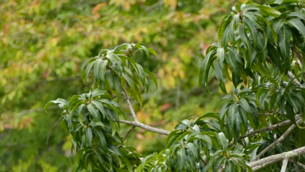 Ağaçta Yaprakların Arasında Saklanan Küçük Sarı Bir Kuş — Stok video