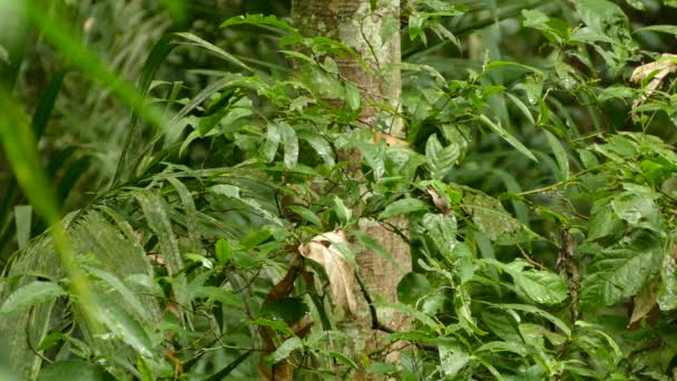 Antbird Μοιάζουν Πουλί Κινείται Μικρές Αποστάσεις Πυκνό Τροπικό Δάσος — Αρχείο Βίντεο