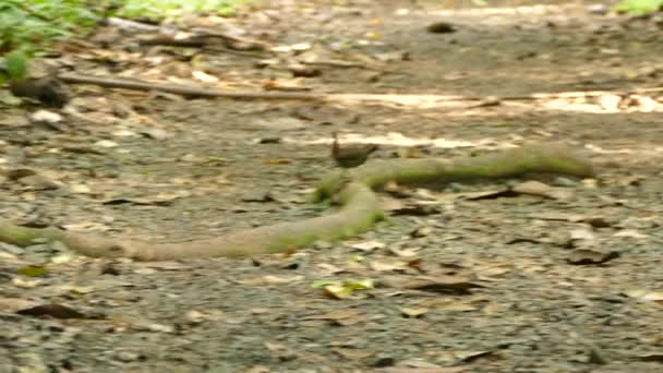 Kleine Exotische Bruine Vogel Met Staart Omhoog Lopen Kruising Trail — Stockvideo