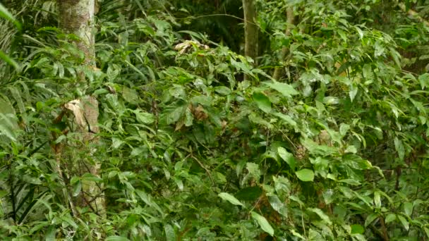 Pájaro Explorando Árbol Espeso Busca Presas Potenciales Moviéndose Cabeza Alrededor — Vídeos de Stock