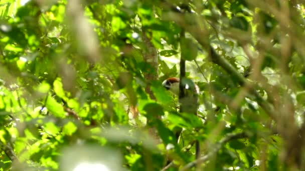 Geoffroy Tamarin Monkey Panama Wild Rainforest Seen Thru Foliage — Stock Video