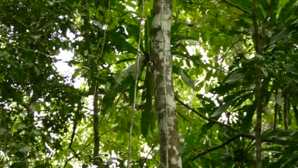 Geoffroyova Tamarínská Exotická Opice Poskakuje Vrcholku Hustého Příkrovu Džungle — Stock video