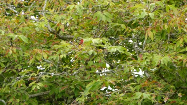 赤い鳥が飛び立ち 近くの黄色い女性と一緒に木の周りを飛び回る — ストック動画