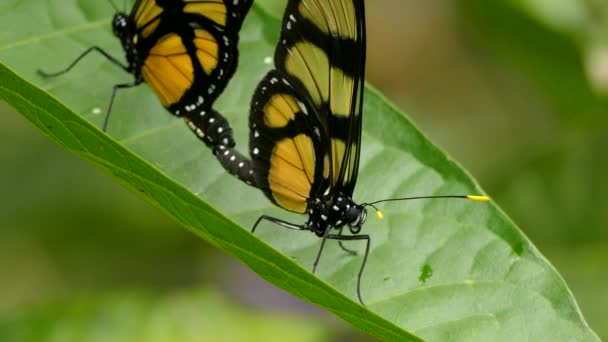 Δύο Πεταλούδες Ενώνουν Οπίσθιά Τους Ενώ Σταθεροποιούνται Ένα Φύλλο — Αρχείο Βίντεο