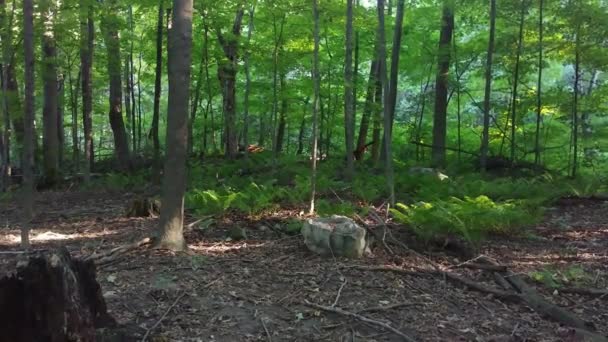 金巴尔安装相机接近野生蕨类生长的斑斑 — 图库视频影像