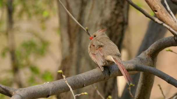 Cardinal Femelle Perché Printemps Faisant Légers Mouvements — Video