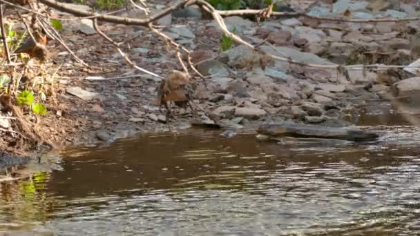 Robin Fågel Anländer Till Liten Stenig Strand För Att Fortsätta — Stockvideo