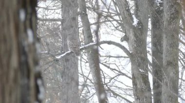 Vahşi doğada güzel bir kış manzarası. Bir ağaca tünemiş Parmaklıklı Baykuşu gösteriyor.